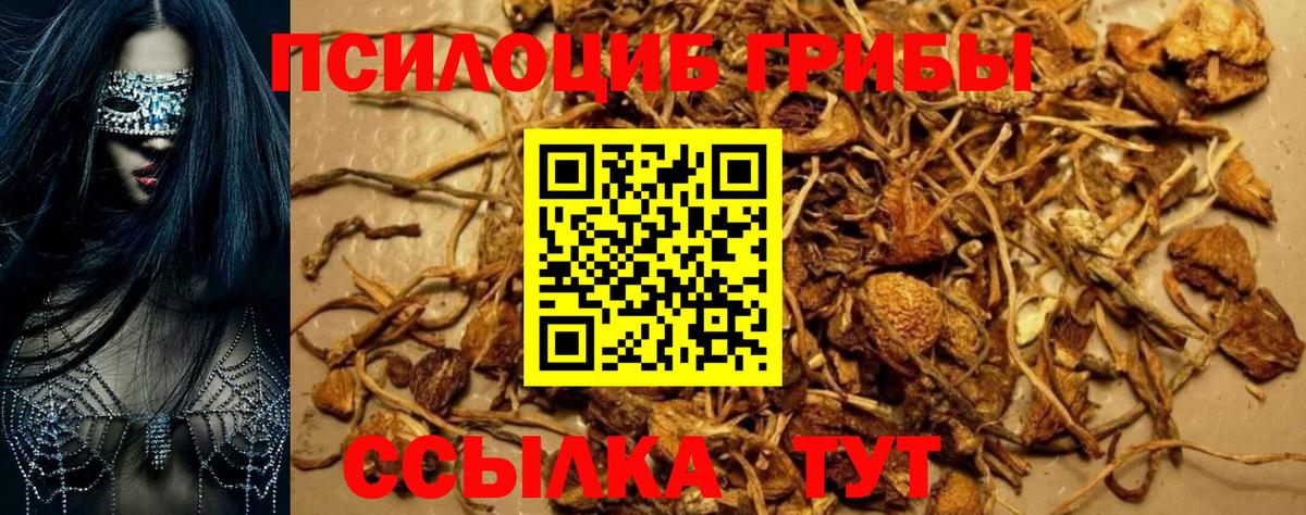 Отрадный  Псилоцибиновые грибы Cubensis  Вход с VPN 